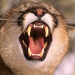 cropped-mountain-lion-copy.jpg