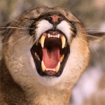 mountain lion copy